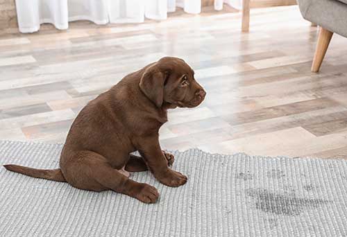 Oriental Rug Cleaning - Cleaning Pet Stains